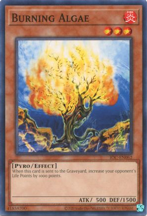 Burning Algae [IOC-EN - IOC-EN062]