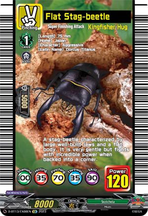 Flat Stag-beetle [D-BT13 - D-BT13/EX08EN]