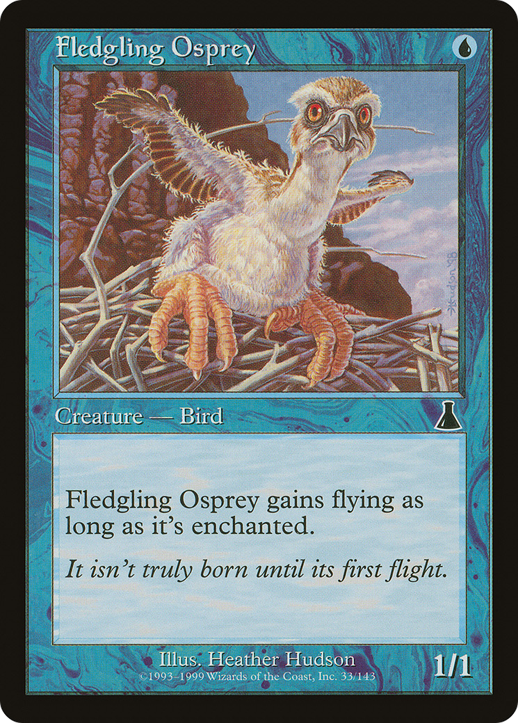 Fledgling Osprey [UDS - 33]